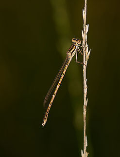 Common Winter Damselfly, Heeswijk-Dinther, Netherlands Although not uncommon, it's my first find of this species. It is a remarkable species as together with the Siberian winterdamsel (Sympecma paedisca), they are the only damselflies that overwinter as adults, including the occassional harsh winter in the north:
https://www.dutchdragonflies.eu/wp-content/uploads/2019/02/Noordse-winterjuffer-ingesneeuwd.jpg

Their adult life span may be 10 months, which is extremely old for a dragonfly or damselfly. A typical lifespan for most species is less than 5 weeks. Common Winter Damselfly,Europe,Heeswijk-Dinther,Netherlands,Sympecma fusca,World