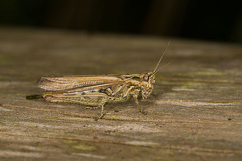 Bow-winged grasshopper - male, Heeswijk-Dinther, Netherlands Species ID tentative. It's a visual match yet there's two competing species that look near identical. This particular is far more numerous, so statistically the more likely one. I'll see if I can get more certainty from an expert.
This one was heating up on a fallen tree, probably the reason is was unusually cooperative.
https://www.jungledragon.com/image/121133/bow-winged_grasshopper_-_frontal_heeswijk-dinther_netherlands.html Chorthippus biguttulus,Europe,Heeswijk-Dinther,Netherlands,World