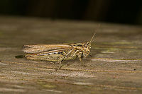 Bow-winged grasshopper - male, Heeswijk-Dinther, Netherlands Species ID tentative. It's a visual match yet there's two competing species that look near identical. This particular is far more numerous, so statistically the more likely one. I'll see if I can get more certainty from an expert.<br />
<br />
This one was heating up on a fallen tree, probably the reason is was unusually cooperative.<br />
https://www.jungledragon.com/image/121133/bow-winged_grasshopper_-_frontal_heeswijk-dinther_netherlands.html Chorthippus biguttulus,Europe,Heeswijk-Dinther,Netherlands,World