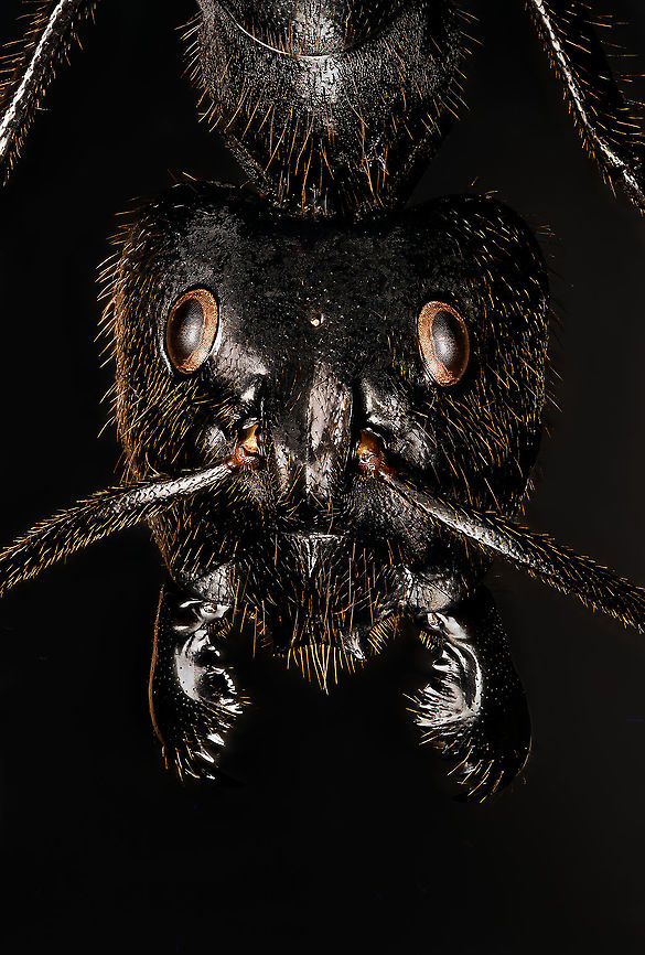 Giant Forest Ant / Dinomyrmex gigas - head Specimen. I&#039;ve photographed this species before but this is a different specimen, with a better spread position.<br />
<figure class="photo"><a href="https://www.jungledragon.com/image/120795/giant_forest_ant_dinomyrmex_gigas_-_full_body.html" title="Giant Forest Ant / Dinomyrmex gigas - full body"><img src="https://s3.amazonaws.com/media.jungledragon.com/images/2/120795_thumb.jpg?AWSAccessKeyId=05GMT0V3GWVNE7GGM1R2&Expires=1759968010&Signature=IkJF5PEBYAfd3FKDZRIsZNQyiVI%3D" width="200" height="106" alt="Giant Forest Ant / Dinomyrmex gigas - full body Specimen. I&#039;ve photographed this species before but this is a different specimen, with a better spread position.<br />
https://www.jungledragon.com/image/120794/giant_forest_ant_dinomyrmex_gigas_-_side_view.html<br />
https://www.jungledragon.com/image/120793/giant_forest_ant_dinomyrmex_gigas_-_portrait.html<br />
https://www.jungledragon.com/image/120792/giant_forest_ant_dinomyrmex_gigas_-_head.html Dinomyrmex gigas,Extreme Macro,Giant Forest Ant" /></a></figure><br />
<figure class="photo"><a href="https://www.jungledragon.com/image/120794/giant_forest_ant_dinomyrmex_gigas_-_side_view.html" title="Giant Forest Ant / Dinomyrmex gigas - side view"><img src="https://s3.amazonaws.com/media.jungledragon.com/images/2/120794_thumb.jpg?AWSAccessKeyId=05GMT0V3GWVNE7GGM1R2&Expires=1759968010&Signature=YuQcTeBPrLgMkqD6cMY3Y8NPSWs%3D" width="200" height="136" alt="Giant Forest Ant / Dinomyrmex gigas - side view Specimen. I&#039;ve photographed this species before but this is a different specimen, with a better spread position.<br />
https://www.jungledragon.com/image/120795/giant_forest_ant_dinomyrmex_gigas_-_full_body.html<br />
https://www.jungledragon.com/image/120793/giant_forest_ant_dinomyrmex_gigas_-_portrait.html<br />
https://www.jungledragon.com/image/120792/giant_forest_ant_dinomyrmex_gigas_-_head.html Dinomyrmex gigas,Extreme Macro,Giant Forest Ant" /></a></figure><br />
<figure class="photo"><a href="https://www.jungledragon.com/image/120793/giant_forest_ant_dinomyrmex_gigas_-_portrait.html" title="Giant Forest Ant / Dinomyrmex gigas - portrait"><img src="https://s3.amazonaws.com/media.jungledragon.com/images/2/120793_thumb.jpg?AWSAccessKeyId=05GMT0V3GWVNE7GGM1R2&Expires=1759968010&Signature=%2BB6fxQLvS3KpMVVpVGegIIST5qA%3D" width="200" height="176" alt="Giant Forest Ant / Dinomyrmex gigas - portrait Specimen. I&#039;ve photographed this species before but this is a different specimen, with a better spread position.<br />
https://www.jungledragon.com/image/120795/giant_forest_ant_dinomyrmex_gigas_-_full_body.html<br />
https://www.jungledragon.com/image/120794/giant_forest_ant_dinomyrmex_gigas_-_side_view.html<br />
https://www.jungledragon.com/image/120792/giant_forest_ant_dinomyrmex_gigas_-_head.html Dinomyrmex gigas,Extreme Macro,Extreme Macro Portraits,Giant Forest Ant" /></a></figure> Dinomyrmex gigas,Extreme Macro,Giant Forest Ant
