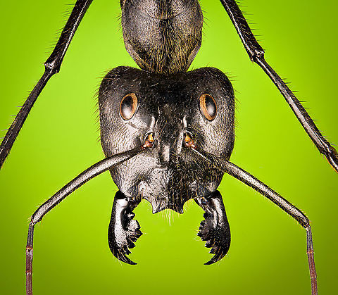 Giant Forest Ant / Dinomyrmex gigas - portrait Specimen. I've photographed this species before but this is a different specimen, with a better spread position.
https://www.jungledragon.com/image/120795/giant_forest_ant_dinomyrmex_gigas_-_full_body.html
https://www.jungledragon.com/image/120794/giant_forest_ant_dinomyrmex_gigas_-_side_view.html
https://www.jungledragon.com/image/120792/giant_forest_ant_dinomyrmex_gigas_-_head.html Dinomyrmex gigas,Extreme Macro,Extreme Macro Portraits,Giant Forest Ant