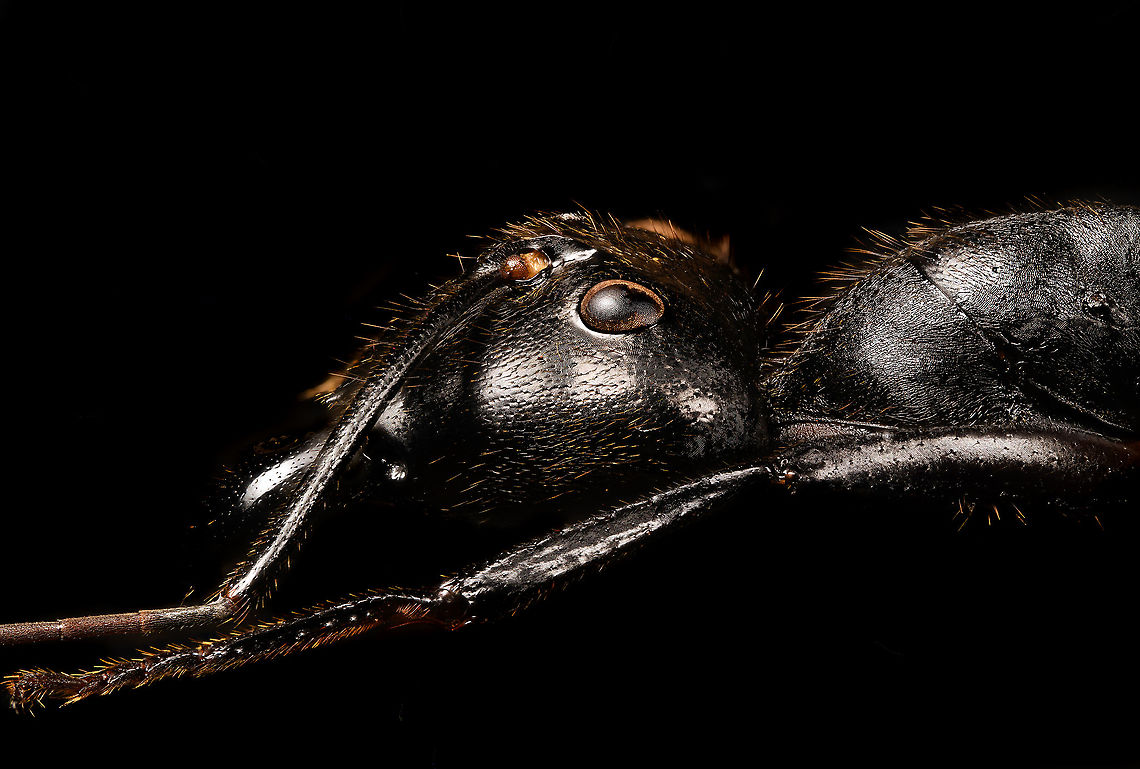 Giant Forest Ant / Dinomyrmex gigas - side view Specimen. I&#039;ve photographed this species before but this is a different specimen, with a better spread position.<br />
<figure class="photo"><a href="https://www.jungledragon.com/image/120795/giant_forest_ant_dinomyrmex_gigas_-_full_body.html" title="Giant Forest Ant / Dinomyrmex gigas - full body"><img src="https://s3.amazonaws.com/media.jungledragon.com/images/2/120795_thumb.jpg?AWSAccessKeyId=05GMT0V3GWVNE7GGM1R2&Expires=1769040010&Signature=RRwtj9hqHJDga7x5N4Ct5F8V%2BFU%3D" width="200" height="106" alt="Giant Forest Ant / Dinomyrmex gigas - full body Specimen. I&#039;ve photographed this species before but this is a different specimen, with a better spread position.<br />
https://www.jungledragon.com/image/120794/giant_forest_ant_dinomyrmex_gigas_-_side_view.html<br />
https://www.jungledragon.com/image/120793/giant_forest_ant_dinomyrmex_gigas_-_portrait.html<br />
https://www.jungledragon.com/image/120792/giant_forest_ant_dinomyrmex_gigas_-_head.html Dinomyrmex gigas,Extreme Macro,Giant Forest Ant" /></a></figure><br />
<figure class="photo"><a href="https://www.jungledragon.com/image/120793/giant_forest_ant_dinomyrmex_gigas_-_portrait.html" title="Giant Forest Ant / Dinomyrmex gigas - portrait"><img src="https://s3.amazonaws.com/media.jungledragon.com/images/2/120793_thumb.jpg?AWSAccessKeyId=05GMT0V3GWVNE7GGM1R2&Expires=1769040010&Signature=UtxfEg%2FC3LcRcE%2BFpoq%2FDIpUN%2Fc%3D" width="200" height="176" alt="Giant Forest Ant / Dinomyrmex gigas - portrait Specimen. I&#039;ve photographed this species before but this is a different specimen, with a better spread position.<br />
https://www.jungledragon.com/image/120795/giant_forest_ant_dinomyrmex_gigas_-_full_body.html<br />
https://www.jungledragon.com/image/120794/giant_forest_ant_dinomyrmex_gigas_-_side_view.html<br />
https://www.jungledragon.com/image/120792/giant_forest_ant_dinomyrmex_gigas_-_head.html Dinomyrmex gigas,Extreme Macro,Extreme Macro Portraits,Giant Forest Ant" /></a></figure><br />
<figure class="photo"><a href="https://www.jungledragon.com/image/120792/giant_forest_ant_dinomyrmex_gigas_-_head.html" title="Giant Forest Ant / Dinomyrmex gigas - head"><img src="https://s3.amazonaws.com/media.jungledragon.com/images/2/120792_thumb.jpg?AWSAccessKeyId=05GMT0V3GWVNE7GGM1R2&Expires=1769040010&Signature=egPMh6hTj6g6CrOMvWkoAd7XQfg%3D" width="104" height="152" alt="Giant Forest Ant / Dinomyrmex gigas - head Specimen. I&#039;ve photographed this species before but this is a different specimen, with a better spread position.<br />
https://www.jungledragon.com/image/120795/giant_forest_ant_dinomyrmex_gigas_-_full_body.html<br />
https://www.jungledragon.com/image/120794/giant_forest_ant_dinomyrmex_gigas_-_side_view.html<br />
https://www.jungledragon.com/image/120793/giant_forest_ant_dinomyrmex_gigas_-_portrait.html Dinomyrmex gigas,Extreme Macro,Giant Forest Ant" /></a></figure> Dinomyrmex gigas,Extreme Macro,Giant Forest Ant