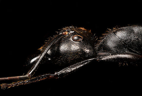 Giant Forest Ant / Dinomyrmex gigas - side view Specimen. I've photographed this species before but this is a different specimen, with a better spread position.
https://www.jungledragon.com/image/120795/giant_forest_ant_dinomyrmex_gigas_-_full_body.html
https://www.jungledragon.com/image/120793/giant_forest_ant_dinomyrmex_gigas_-_portrait.html
https://www.jungledragon.com/image/120792/giant_forest_ant_dinomyrmex_gigas_-_head.html Dinomyrmex gigas,Extreme Macro,Giant Forest Ant