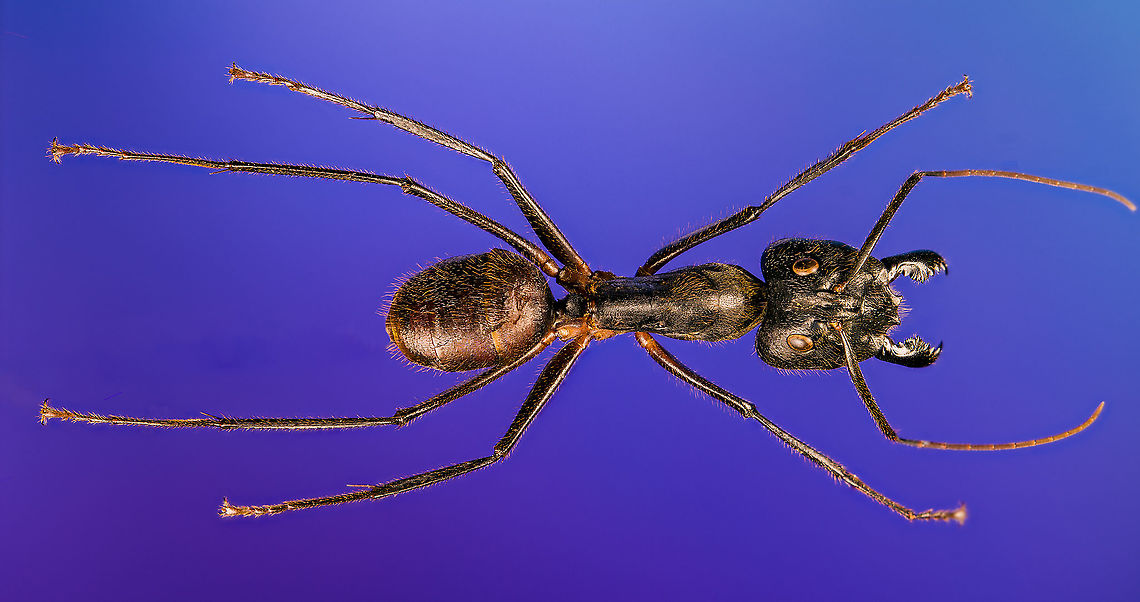 Giant Forest Ant / Dinomyrmex gigas - full body Specimen. I&#039;ve photographed this species before but this is a different specimen, with a better spread position.<br />
<figure class="photo"><a href="https://www.jungledragon.com/image/120794/giant_forest_ant_dinomyrmex_gigas_-_side_view.html" title="Giant Forest Ant / Dinomyrmex gigas - side view"><img src="https://s3.amazonaws.com/media.jungledragon.com/images/2/120794_thumb.jpg?AWSAccessKeyId=05GMT0V3GWVNE7GGM1R2&Expires=1759968010&Signature=YuQcTeBPrLgMkqD6cMY3Y8NPSWs%3D" width="200" height="136" alt="Giant Forest Ant / Dinomyrmex gigas - side view Specimen. I&#039;ve photographed this species before but this is a different specimen, with a better spread position.<br />
https://www.jungledragon.com/image/120795/giant_forest_ant_dinomyrmex_gigas_-_full_body.html<br />
https://www.jungledragon.com/image/120793/giant_forest_ant_dinomyrmex_gigas_-_portrait.html<br />
https://www.jungledragon.com/image/120792/giant_forest_ant_dinomyrmex_gigas_-_head.html Dinomyrmex gigas,Extreme Macro,Giant Forest Ant" /></a></figure><br />
<figure class="photo"><a href="https://www.jungledragon.com/image/120793/giant_forest_ant_dinomyrmex_gigas_-_portrait.html" title="Giant Forest Ant / Dinomyrmex gigas - portrait"><img src="https://s3.amazonaws.com/media.jungledragon.com/images/2/120793_thumb.jpg?AWSAccessKeyId=05GMT0V3GWVNE7GGM1R2&Expires=1759968010&Signature=%2BB6fxQLvS3KpMVVpVGegIIST5qA%3D" width="200" height="176" alt="Giant Forest Ant / Dinomyrmex gigas - portrait Specimen. I&#039;ve photographed this species before but this is a different specimen, with a better spread position.<br />
https://www.jungledragon.com/image/120795/giant_forest_ant_dinomyrmex_gigas_-_full_body.html<br />
https://www.jungledragon.com/image/120794/giant_forest_ant_dinomyrmex_gigas_-_side_view.html<br />
https://www.jungledragon.com/image/120792/giant_forest_ant_dinomyrmex_gigas_-_head.html Dinomyrmex gigas,Extreme Macro,Extreme Macro Portraits,Giant Forest Ant" /></a></figure><br />
<figure class="photo"><a href="https://www.jungledragon.com/image/120792/giant_forest_ant_dinomyrmex_gigas_-_head.html" title="Giant Forest Ant / Dinomyrmex gigas - head"><img src="https://s3.amazonaws.com/media.jungledragon.com/images/2/120792_thumb.jpg?AWSAccessKeyId=05GMT0V3GWVNE7GGM1R2&Expires=1759968010&Signature=zmJYhE3mU6MVNWYkEN37VJ1R9aM%3D" width="104" height="152" alt="Giant Forest Ant / Dinomyrmex gigas - head Specimen. I&#039;ve photographed this species before but this is a different specimen, with a better spread position.<br />
https://www.jungledragon.com/image/120795/giant_forest_ant_dinomyrmex_gigas_-_full_body.html<br />
https://www.jungledragon.com/image/120794/giant_forest_ant_dinomyrmex_gigas_-_side_view.html<br />
https://www.jungledragon.com/image/120793/giant_forest_ant_dinomyrmex_gigas_-_portrait.html Dinomyrmex gigas,Extreme Macro,Giant Forest Ant" /></a></figure> Dinomyrmex gigas,Extreme Macro,Giant Forest Ant