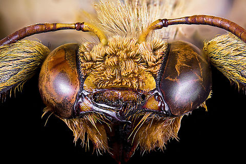 White-cheeked Carpenter Bee - frontal https://www.jungledragon.com/image/120520/xylocopa_confusa_male.html Extreme Macro,White-cheeked Carpenter Bee,Xylocopa confusa