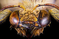 White-cheeked Carpenter Bee - frontal https://www.jungledragon.com/image/120520/xylocopa_confusa_male.html Extreme Macro,White-cheeked Carpenter Bee,Xylocopa confusa
