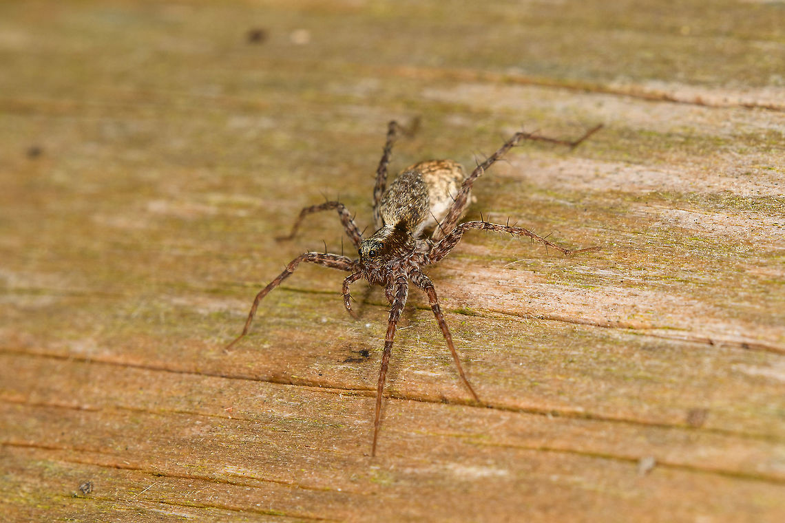 Blacktail Wolf Spider female with egg mass, Heeswijk-Dinther, Netherlands A tiny wolf spider in the Pardosa genus. In this area, they are are numerous across the seasons, typically running on the forest floor, which is also how they hunt. The female with egg sac was supposedly heating up on this log.<br />
<br />
Species in this genus are near-impossible to identify, but in this case I'm reasonably sure it is Pardosa lugubris. Not only is it statistically the most common throughout the country, there's a few keys matching well:<br />
- Banded legs and palps<br />
- Light brown underside<br />
- Light brown stripe on Carapax (head section) that gets wider near the eyes<br />
- Faint stripes on abdomen<br />
<br />
Note that the below photo is a second individual found on the same log:<br />
<figure class="photo"><a href="https://www.jungledragon.com/image/121132/blacktail_wolf_spider_female_with_egg_mass_-_top_view_heeswijk-dinther_netherlands.html" title="Blacktail Wolf Spider female with egg mass - top view, Heeswijk-Dinther, Netherlands"><img src="https://s3.amazonaws.com/media.jungledragon.com/images/2/121132_thumb.jpg?AWSAccessKeyId=05GMT0V3GWVNE7GGM1R2&Expires=1769040010&Signature=pZmcWL5dYBVpayNIX4uF%2FmcntJI%3D" width="142" height="152" alt="Blacktail Wolf Spider female with egg mass - top view, Heeswijk-Dinther, Netherlands A tiny wolf spider in the Pardosa genus. In this area, they are are numerous across the seasons, typically running on the forest floor, which is also how they hunt. The female with egg sac was supposedly heating up on this log.<br />
<br />
Species in this genus are near-impossible to identify, but in this case I'm reasonably sure it is Pardosa lugubris. Not only is it statistically the most common throughout the country, there's a few keys matching well:<br />
- Banded legs and palps<br />
- Light brown underside<br />
- Light brown stripe on Carapax (head section) that gets wider near the eyes<br />
- Faint stripes on abdomen<br />
<br />
Note that the below photo is a second individual found on the same log:<br />
https://www.jungledragon.com/image/121131/blacktail_wolf_spider_female_with_egg_mass_heeswijk-dinther_netherlands.html Blacktail Wolf Spider,Europe,Heeswijk-Dinther,Netherlands,Pardosa lugubris,World" /></a></figure> Blacktail Wolf Spider,Europe,Heeswijk-Dinther,Netherlands,Pardosa lugubris,World
