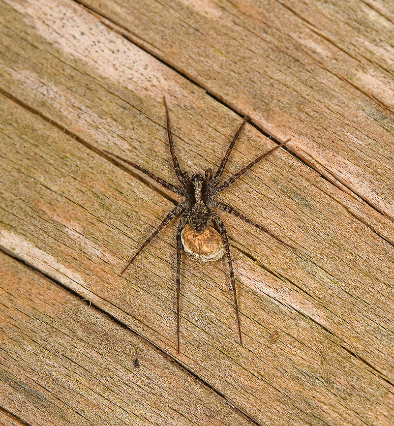 Blacktail Wolf Spider female with egg mass - top view, Heeswijk-Dinther, Netherlands A tiny wolf spider in the Pardosa genus. In this area, they are are numerous across the seasons, typically running on the forest floor, which is also how they hunt. The female with egg sac was supposedly heating up on this log.<br />
<br />
Species in this genus are near-impossible to identify, but in this case I&#039;m reasonably sure it is Pardosa lugubris. Not only is it statistically the most common throughout the country, there&#039;s a few keys matching well:<br />
- Banded legs and palps<br />
- Light brown underside<br />
- Light brown stripe on Carapax (head section) that gets wider near the eyes<br />
- Faint stripes on abdomen<br />
<br />
Note that the below photo is a second individual found on the same log:<br />
<figure class="photo"><a href="https://www.jungledragon.com/image/121131/blacktail_wolf_spider_female_with_egg_mass_heeswijk-dinther_netherlands.html" title="Blacktail Wolf Spider female with egg mass, Heeswijk-Dinther, Netherlands"><img src="https://s3.amazonaws.com/media.jungledragon.com/images/2/121131_thumb.jpg?AWSAccessKeyId=05GMT0V3GWVNE7GGM1R2&Expires=1759968010&Signature=IPfPWUEYGyCHinLhMqo3Q5Llk%2BI%3D" width="200" height="134" alt="Blacktail Wolf Spider female with egg mass, Heeswijk-Dinther, Netherlands A tiny wolf spider in the Pardosa genus. In this area, they are are numerous across the seasons, typically running on the forest floor, which is also how they hunt. The female with egg sac was supposedly heating up on this log.<br />
<br />
Species in this genus are near-impossible to identify, but in this case I&#039;m reasonably sure it is Pardosa lugubris. Not only is it statistically the most common throughout the country, there&#039;s a few keys matching well:<br />
- Banded legs and palps<br />
- Light brown underside<br />
- Light brown stripe on Carapax (head section) that gets wider near the eyes<br />
- Faint stripes on abdomen<br />
<br />
Note that the below photo is a second individual found on the same log:<br />
https://www.jungledragon.com/image/121132/blacktail_wolf_spider_female_with_egg_mass_-_top_view_heeswijk-dinther_netherlands.html Blacktail Wolf Spider,Europe,Heeswijk-Dinther,Netherlands,Pardosa lugubris,World" /></a></figure> Blacktail Wolf Spider,Europe,Heeswijk-Dinther,Netherlands,Pardosa lugubris,World