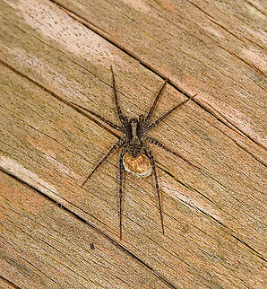 Blacktail Wolf Spider female with egg mass - top view, Heeswijk-Dinther, Netherlands A tiny wolf spider in the Pardosa genus. In this area, they are are numerous across the seasons, typically running on the forest floor, which is also how they hunt. The female with egg sac was supposedly heating up on this log.

Species in this genus are near-impossible to identify, but in this case I'm reasonably sure it is Pardosa lugubris. Not only is it statistically the most common throughout the country, there's a few keys matching well:
- Banded legs and palps
- Light brown underside
- Light brown stripe on Carapax (head section) that gets wider near the eyes
- Faint stripes on abdomen

Note that the below photo is a second individual found on the same log:
https://www.jungledragon.com/image/121131/blacktail_wolf_spider_female_with_egg_mass_heeswijk-dinther_netherlands.html Blacktail Wolf Spider,Europe,Heeswijk-Dinther,Netherlands,Pardosa lugubris,World