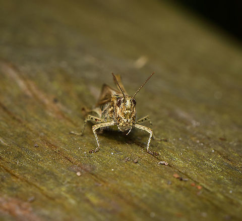 Bow-winged grasshopper - frontal, Heeswijk-Dinther, Netherlands https://www.jungledragon.com/image/120768/bow-winged_grasshopper_-_male_heeswijk-dinther_netherlands.html Bow-winged grasshopper,Chorthippus biguttulus,Europe,Heeswijk-Dinther,Netherlands,World