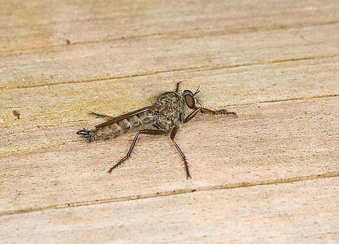 Machimus atricapillus - side basking, Heeswijk-Dinther, Netherlands This robberfly is basking on this log, yet in a weird angle. It's practically laying on its side, although hard to see in this photo. Ignorant me wished it would sit straight instead, but by chance I've found out this is a key behavior of this robberfly species, and one way to tell it apart from others. A second example:
https://www.jungledragon.com/image/121155/machimus_atricapillus_-_side_basking_on_leaf_heeswijk-dinther_netherlands.html
Another obscure detail is visible in the photo. Only the thigh of the frontal leg lacks the thick black bristles found on the rest of the legs.

https://www.jungledragon.com/image/121137/machimus_atricapillus_-_frontal_heeswijk-dinther_netherlands.html Europe,Heeswijk-Dinther,Machimus atricapillus,Netherlands,World
