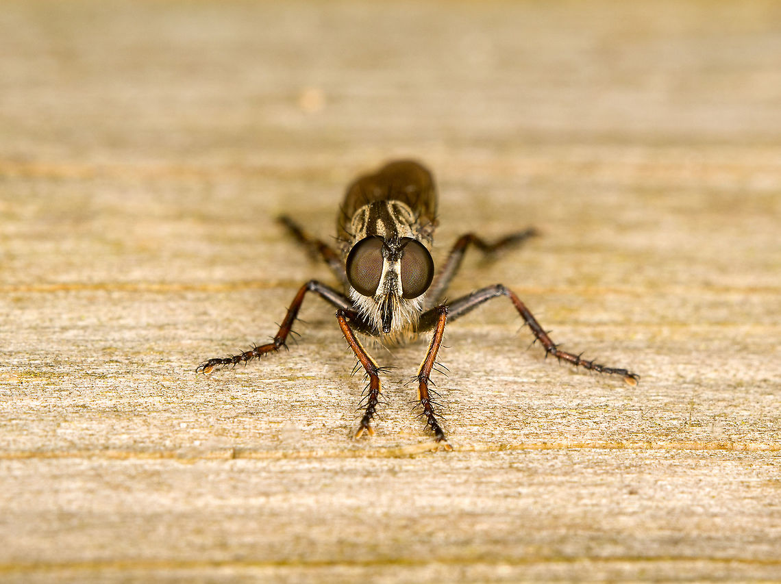 Machimus atricapillus - frontal, Heeswijk-Dinther, Netherlands A frontal view of this robberfly, showing a few characteristics typical of robberflies:<br />
- The eyes never touch each other<br />
- Always bearded<br />
- The proboscis sticking through the beard (in black), its main weapon to pierce prey and suck them dry<br />
- Long grabby legs to catch prey in flight<br />
<br />
Robberflies behave quite similar to dragonflies when it comes to photography. They always know you're there yet often allow a slow approach. When they do flee, just stay in place, as they very often return to the exact same spot.<br />
<figure class="photo"><a href="https://www.jungledragon.com/image/121136/machimus_atricapillus_-_side_basking_heeswijk-dinther_netherlands.html" title="Machimus atricapillus - side basking, Heeswijk-Dinther, Netherlands"><img src="https://s3.amazonaws.com/media.jungledragon.com/images/2/121136_thumb.jpg?AWSAccessKeyId=05GMT0V3GWVNE7GGM1R2&Expires=1769040010&Signature=kl6C9k4Sw689w3KEEP4TnGqvc%2FI%3D" width="200" height="146" alt="Machimus atricapillus - side basking, Heeswijk-Dinther, Netherlands This robberfly is basking on this log, yet in a weird angle. It's practically laying on its side, although hard to see in this photo. Ignorant me wished it would sit straight instead, but by chance I've found out this is a key behavior of this robberfly species, and one way to tell it apart from others. A second example:<br />
https://www.jungledragon.com/image/121155/machimus_atricapillus_-_side_basking_on_leaf_heeswijk-dinther_netherlands.html<br />
Another obscure detail is visible in the photo. Only the thigh of the frontal leg lacks the thick black bristles found on the rest of the legs.<br />
<br />
https://www.jungledragon.com/image/121137/machimus_atricapillus_-_frontal_heeswijk-dinther_netherlands.html Europe,Heeswijk-Dinther,Machimus atricapillus,Netherlands,World" /></a></figure> Europe,Heeswijk-Dinther,Machimus atricapillus,Netherlands,World