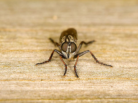 Machimus atricapillus - frontal, Heeswijk-Dinther, Netherlands A frontal view of this robberfly, showing a few characteristics typical of robberflies:
- The eyes never touch each other
- Always bearded
- The proboscis sticking through the beard (in black), its main weapon to pierce prey and suck them dry
- Long grabby legs to catch prey in flight

Robberflies behave quite similar to dragonflies when it comes to photography. They always know you're there yet often allow a slow approach. When they do flee, just stay in place, as they very often return to the exact same spot.
https://www.jungledragon.com/image/121136/machimus_atricapillus_-_side_basking_heeswijk-dinther_netherlands.html Europe,Heeswijk-Dinther,Machimus atricapillus,Netherlands,World