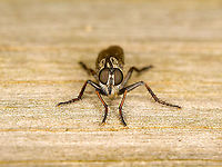 Machimus atricapillus - frontal, Heeswijk-Dinther, Netherlands A frontal view of this robberfly, showing a few characteristics typical of robberflies:<br />
- The eyes never touch each other<br />
- Always bearded<br />
- The proboscis sticking through the beard (in black), its main weapon to pierce prey and suck them dry<br />
- Long grabby legs to catch prey in flight<br />
<br />
Robberflies behave quite similar to dragonflies when it comes to photography. They always know you're there yet often allow a slow approach. When they do flee, just stay in place, as they very often return to the exact same spot.<br />
https://www.jungledragon.com/image/121136/machimus_atricapillus_-_side_basking_heeswijk-dinther_netherlands.html Europe,Heeswijk-Dinther,Machimus atricapillus,Netherlands,World