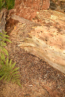 Southern wood ant - nest, Heeswijk-Dinther, Netherlands Nest impression of this forest ant. In this case, it is situated on the inside of an old tree bark, but in general it looks as a massive bump or pile of organic material: leaves, twigs, the like. A single nest can contains hundreds of thousands of female workers, here in the bottom of the photo you see plenty. Sometimes nests split yet are still part of the same even larger colony.
This species is highly aggressive, they come out angrily by the thousands when provoked or when foraging. Few species can withstand this relentless mob of jaws and acid spraying abdomens. All but woodpeckers skip this meal.
https://www.jungledragon.com/image/121139/southern_wood_ant_-_nest_construction_heeswijk-dinther_netherlands.html Europe,Formica rufa,Heeswijk-Dinther,Netherlands,Southern wood ant,World