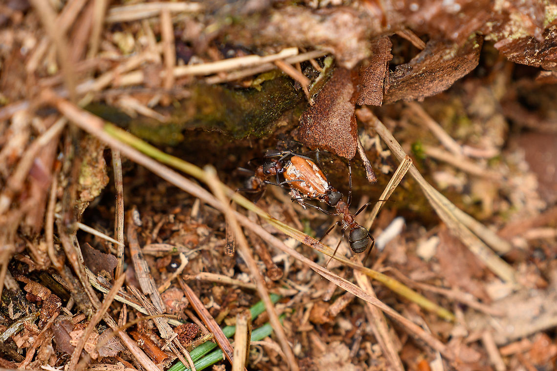 Southern wood ant - nest construction, Heeswijk-Dinther, Netherlands I usually don't really know what to do when seeing thousands of ants going about their ways in what appears to be chaos. Best to follow just one ant, such as this one delivering some large organic material (a nut?) to the nest building crew.<br />
<br />
The nest is an ecosystem on its own, and not just for the ants. Specific soil animals live in these enormous nests as they are warmer and dryer than the normal soil.<br />
<figure class="photo"><a href="https://www.jungledragon.com/image/121138/southern_wood_ant_-_nest_heeswijk-dinther_netherlands.html" title="Southern wood ant - nest, Heeswijk-Dinther, Netherlands"><img src="https://s3.amazonaws.com/media.jungledragon.com/images/2/121138_thumb.jpg?AWSAccessKeyId=05GMT0V3GWVNE7GGM1R2&Expires=1759968010&Signature=TR2QDJh5FBEpUMTpYL3wqp2%2BWuc%3D" width="102" height="152" alt="Southern wood ant - nest, Heeswijk-Dinther, Netherlands Nest impression of this forest ant. In this case, it is situated on the inside of an old tree bark, but in general it looks as a massive bump or pile of organic material: leaves, twigs, the like. A single nest can contains hundreds of thousands of female workers, here in the bottom of the photo you see plenty. Sometimes nests split yet are still part of the same even larger colony.<br />
<br />
This species is highly aggressive, they come out angrily by the thousands when provoked or when foraging. Few species can withstand this relentless mob of jaws and acid spraying abdomens. All but woodpeckers skip this meal.<br />
https://www.jungledragon.com/image/121139/southern_wood_ant_-_nest_construction_heeswijk-dinther_netherlands.html Europe,Formica rufa,Heeswijk-Dinther,Netherlands,Southern wood ant,World" /></a></figure> Europe,Formica rufa,Heeswijk-Dinther,Netherlands,Southern wood ant,World