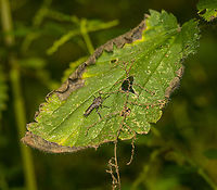 Machimus atricapillus - side basking on leaf, Heeswijk-Dinther, Netherlands This is a another demonstration of peculiar behavior that is specific to this species of robberfly. When you consider the angle of the leaf, it coming towards the viewer, we should be looking at the back or top of the robberfly if it was sitting straight. Instead, we're still looking at its side. Its tilting its body in such a way that one side is exposed to the sun.<br />
https://www.jungledragon.com/image/121136/machimus_atricapillus_-_side_basking_heeswijk-dinther_netherlands.html Europe,Heeswijk-Dinther,Machimus atricapillus,Netherlands,World