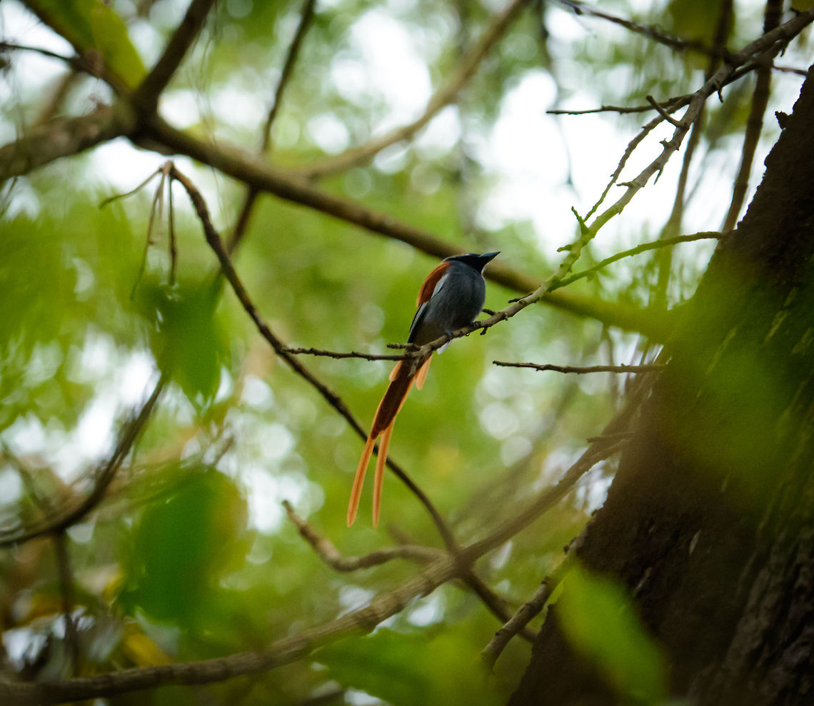 African Paradise Flycatcher (male) in Arusha, Tanzania We just came back yesterday from a safari trip throughout Tanzania. I'm now sorting through a few thousand photo to prepare for the yearly photo book. Here on JungleDragon I will be sharing photos in bits and pieces.<br />
<br />
Here is the 1st one, a start of a series of several hundreds. This flycatcher was captured during sunrise on our first morning in Tanzania in our lodge surroundings, right before our first real safari trip It's technically not great, but I'm still happy with it. In Madagascar it took us a lot of patience to photograph the Malagasy flycatcher, likewise this related species wasn't easy either. In hindsight this is in fact the only photo of a flycatcher we managed to take during the entire trip. Africa,African Paradise Flycatcher,Arusha,Arusha National Park,Tanzania,Terpsiphone viridis