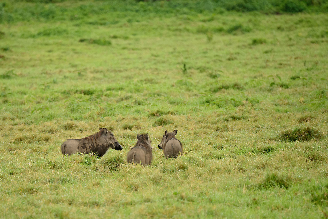 Warthogs at Arusha National Park Throughout our trip to Tanzania, we found warthogs to be extremely nervous animals that keep their distance. In Arusha they are far more relaxed, as the park has very few predators. Fun facts about warthogs: when they graze, they often do so whilst kneeling down their front legs. At night they enter their burrows, and do so walking backwards, tusks facing the exit. Africa,Arusha,Arusha National Park,Phacochoerus africanus,Tanzania,Warthog