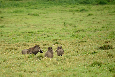 Warthogs at Arusha National Park Throughout our trip to Tanzania, we found warthogs to be extremely nervous animals that keep their distance. In Arusha they are far more relaxed, as the park has very few predators. Fun facts about warthogs: when they graze, they often do so whilst kneeling down their front legs. At night they enter their burrows, and do so walking backwards, tusks facing the exit. Africa,Arusha,Arusha National Park,Phacochoerus africanus,Tanzania,Warthog