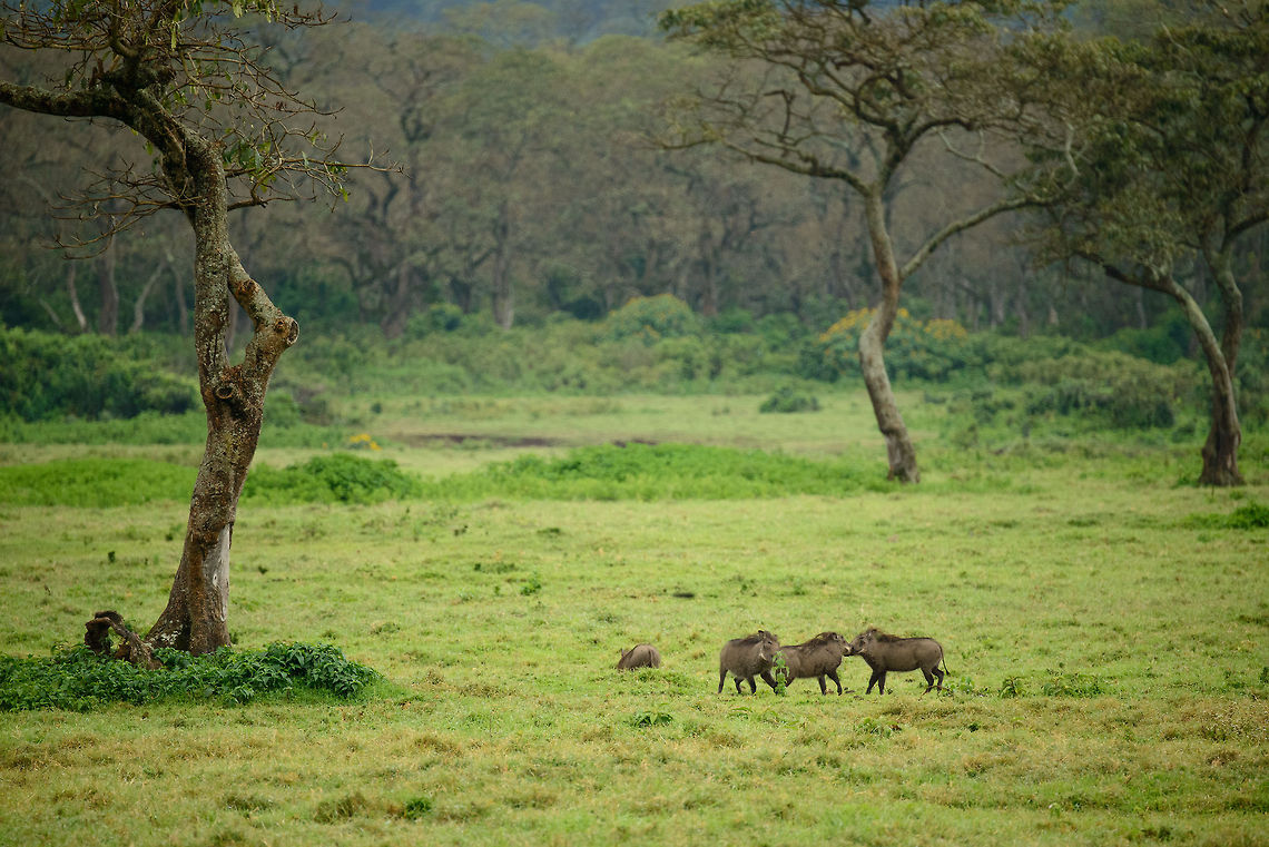 Playful warthogs at Arusha National Park, Tanzania Even during the dry season, Arusha National Park is lush and green. Most of the area consists of dense forest vegetation, yet there are small open plains like this one. Here are 3 warthogs playing with each other. They are not territorial. You can tell males and females apart from the amount of warths: males have two pairs, females have one pair. Africa,Arusha,Arusha National Park,Phacochoerus africanus,Tanzania,Warthog