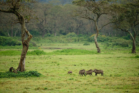 Playful warthogs at Arusha National Park, Tanzania Even during the dry season, Arusha National Park is lush and green. Most of the area consists of dense forest vegetation, yet there are small open plains like this one. Here are 3 warthogs playing with each other. They are not territorial. You can tell males and females apart from the amount of warths: males have two pairs, females have one pair. Africa,Arusha,Arusha National Park,Phacochoerus africanus,Tanzania,Warthog