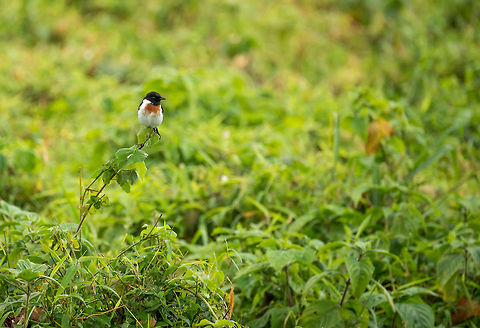 African Stonechat in Arusha National Park, Tanzania Snapped in a hurry, in Arusha National Park. Chats are monogamous, territorial birds that typically nest on the ground, near rocks. Males have colorful patches as seen on the photo to attract females. Africa,African Stonechat,Arusha,Arusha National Park,Saxicola torquatus,Tanzania