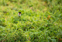 African Stonechat in Arusha National Park, Tanzania Snapped in a hurry, in Arusha National Park. Chats are monogamous, territorial birds that typically nest on the ground, near rocks. Males have colorful patches as seen on the photo to attract females. Africa,African Stonechat,Arusha,Arusha National Park,Saxicola torquatus,Tanzania