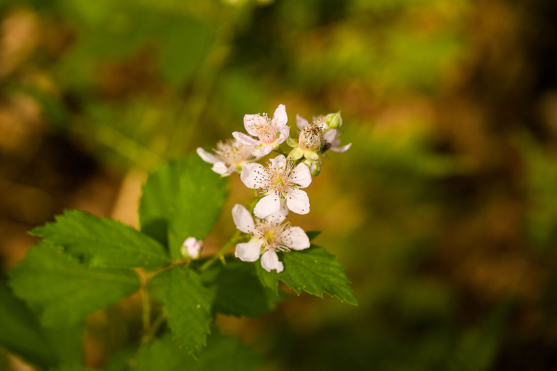 Shrubby Blackberry, Heeswijk-Dinther, Netherlands Flowering plant in the Rubus genus. Note that there's a lot of complexity involved regarding the species name "Rubus fruticosus", it can refer to the singular type specimen but most often refers to a large complex of similar looking species. Europe,Heeswijk-Dinther,Netherlands,Rubus fruticosus,Shrubby Blackberry,World