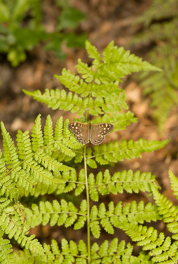 Speckled wood on fern, Heeswijk-Dinther, Netherlands Highly common butterfly near forest edges, 2-3 generations per year. Europe,Heeswijk-Dinther,Netherlands,Pararge aegeria,Speckled Wood,World