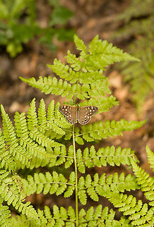 Speckled wood on fern, Heeswijk-Dinther, Netherlands Highly common butterfly near forest edges, 2-3 generations per year. Europe,Heeswijk-Dinther,Netherlands,Pararge aegeria,Speckled Wood,World