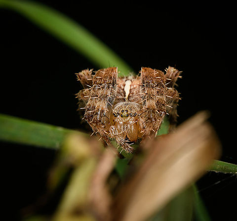 European garden spider - frontal, Heeswijk-Dinther, Netherlands A sign of late summer: spiders everywhere.
https://www.jungledragon.com/image/121554/european_garden_spider_-_backside_heeswijk-dinther_netherlands.html Araneus diadematus,Europe,European garden spider,Heeswijk-Dinther,Netherlands,World