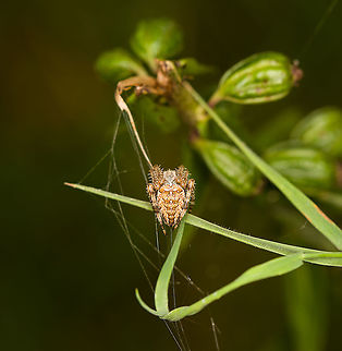 European garden spider - backside, Heeswijk-Dinther, Netherlands A sign of late summer: spiders everywhere.
https://www.jungledragon.com/image/121553/european_garden_spider_-_frontal_heeswijk-dinther_netherlands.html Araneus diadematus,Europe,European garden spider,Heeswijk-Dinther,Netherlands,World