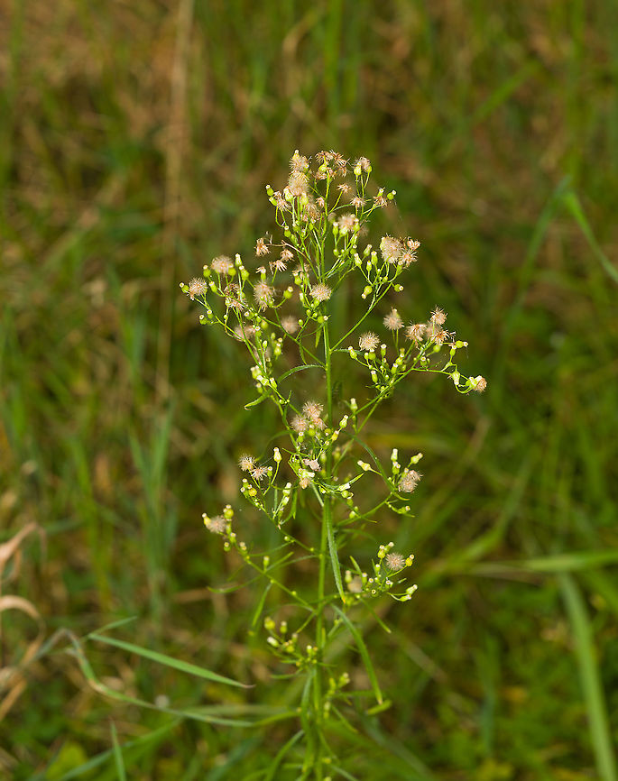 Canadian horseweed, Heeswijk-Dinther, Netherlands From North America yet naturalized in Europe as far back as 1665.  Canadian horseweed,Erigeron canadensis,Europe,Heeswijk-Dinther,Netherlands,World