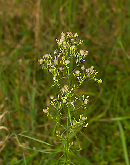 Canadian horseweed, Heeswijk-Dinther, Netherlands From North America yet naturalized in Europe as far back as 1665.  Canadian horseweed,Erigeron canadensis,Europe,Heeswijk-Dinther,Netherlands,World