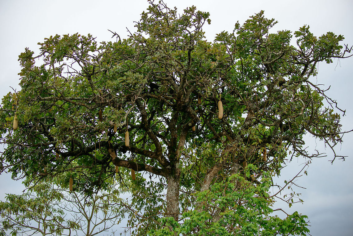 Sausage Tree (Kigelia africana) at Arusha National Park, Tanzania Sausage trees have very large fruits weighing several kilos each. It is a common food for many mammals, therefore you will find most of these trees to be robbed of fruit. Note that the fresh fruit (unprepared) is poisonous to humans. Africa,Arusha,Arusha National Park,Kigelia africana,Tanzania