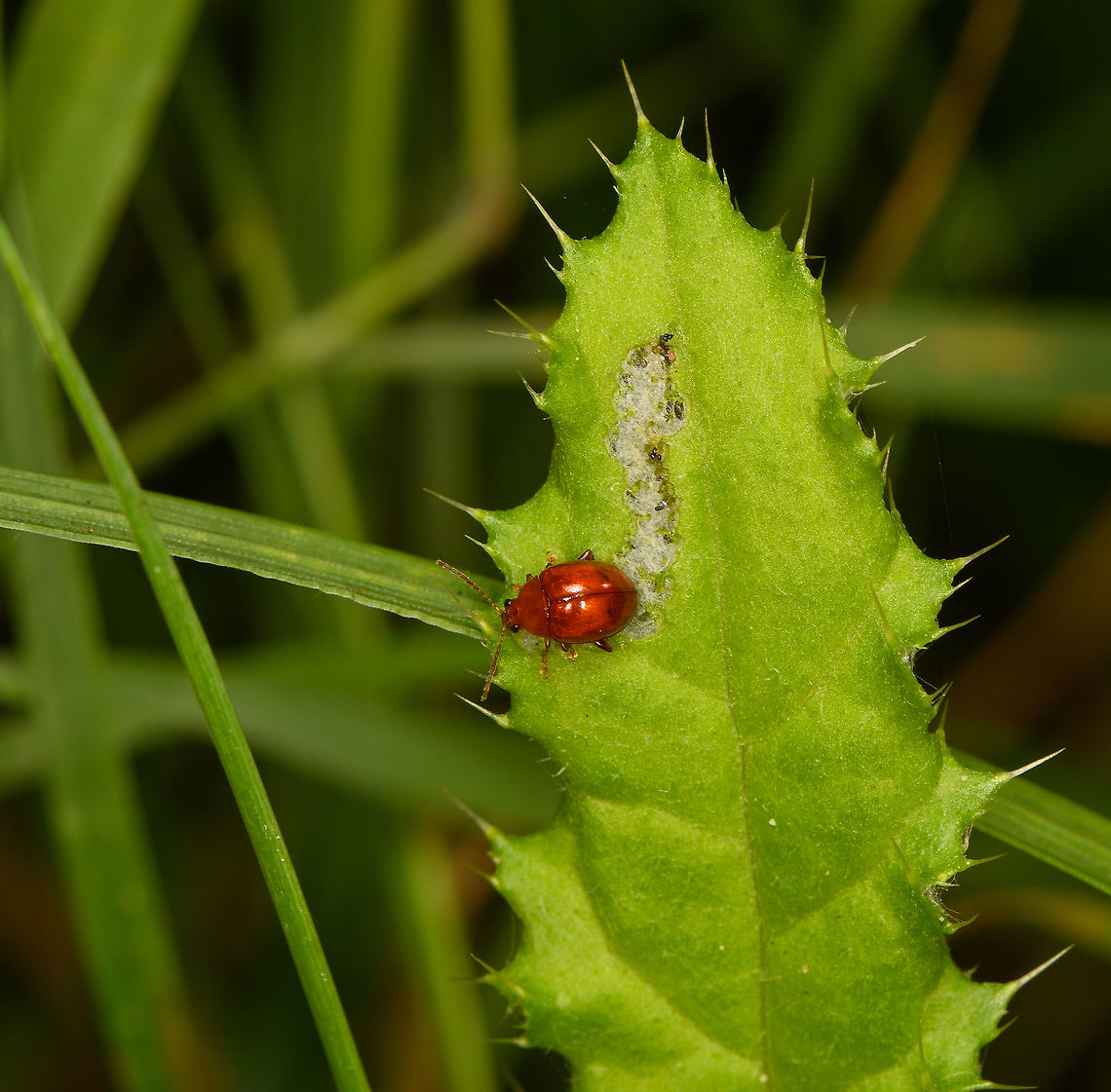Sphaeroderma rubidum, Heeswijk-Dinther, Netherlands Tiny, at 2-3mm. The dutch name "Rode distelaardvlo" translates to "Red Thistle Flea".<br />
<br />
It's on a thistle leaf here. Whilst not really a flea, it's a Flea Beetle (Tribe Alticini). These beetles typically have highly developed thighs in their hind legs, allowing them to leap away when needed. <br />
<figure class="photo"><a href="https://www.jungledragon.com/image/121561/sphaeroderma_rubidum_-_closeup_heeswijk-dinther_netherlands.html" title="Sphaeroderma rubidum - closeup, Heeswijk-Dinther, Netherlands"><img src="https://s3.amazonaws.com/media.jungledragon.com/images/2/121561_thumb.jpg?AWSAccessKeyId=05GMT0V3GWVNE7GGM1R2&Expires=1763596810&Signature=Y4fslJ0SImU%2F4ATVnOihTKyx%2B7A%3D" width="118" height="152" alt="Sphaeroderma rubidum - closeup, Heeswijk-Dinther, Netherlands Tiny, at 2-3mm. The dutch name "Rode distelaardvlo" translates to "Red Thistle Flea".<br />
<br />
It's on a thistle leaf here. Whilst not really a flea, it's a Flea Beetle (Tribe Alticini). These beetles typically have highly developed thighs in their hind legs, allowing them to leap away when needed.<br />
https://www.jungledragon.com/image/121560/sphaeroderma_rubidum_heeswijk-dinther_netherlands.html Europe,Heeswijk-Dinther,Netherlands,Sphaeroderma rubidum,World" /></a></figure> Europe,Heeswijk-Dinther,Netherlands,Sphaeroderma rubidum,World