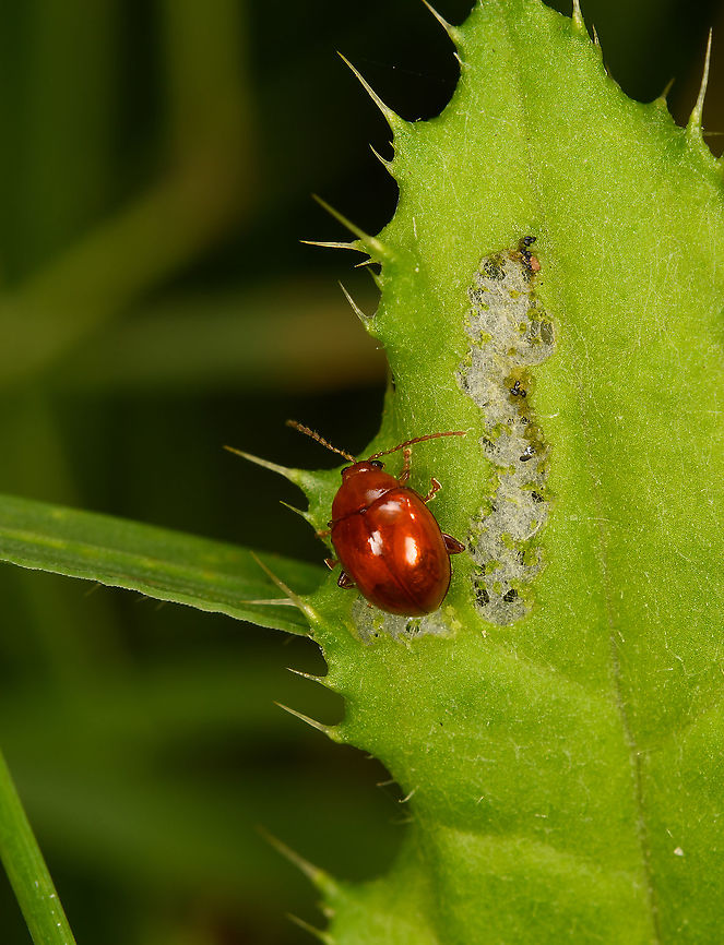 Sphaeroderma rubidum - closeup, Heeswijk-Dinther, Netherlands Tiny, at 2-3mm. The dutch name &quot;Rode distelaardvlo&quot; translates to &quot;Red Thistle Flea&quot;.<br />
<br />
It&#039;s on a thistle leaf here. Whilst not really a flea, it&#039;s a Flea Beetle (Tribe Alticini). These beetles typically have highly developed thighs in their hind legs, allowing them to leap away when needed.<br />
<figure class="photo"><a href="https://www.jungledragon.com/image/121560/sphaeroderma_rubidum_heeswijk-dinther_netherlands.html" title="Sphaeroderma rubidum, Heeswijk-Dinther, Netherlands"><img src="https://s3.amazonaws.com/media.jungledragon.com/images/2/121560_thumb.jpg?AWSAccessKeyId=05GMT0V3GWVNE7GGM1R2&Expires=1763596810&Signature=wZTrA6QIvP1Ypt%2BEmZ5bm4zxKok%3D" width="200" height="198" alt="Sphaeroderma rubidum, Heeswijk-Dinther, Netherlands Tiny, at 2-3mm. The dutch name &quot;Rode distelaardvlo&quot; translates to &quot;Red Thistle Flea&quot;.<br />
<br />
It&#039;s on a thistle leaf here. Whilst not really a flea, it&#039;s a Flea Beetle (Tribe Alticini). These beetles typically have highly developed thighs in their hind legs, allowing them to leap away when needed. <br />
https://www.jungledragon.com/image/121561/sphaeroderma_rubidum_-_closeup_heeswijk-dinther_netherlands.html Europe,Heeswijk-Dinther,Netherlands,Sphaeroderma rubidum,World" /></a></figure> Europe,Heeswijk-Dinther,Netherlands,Sphaeroderma rubidum,World