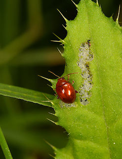 Sphaeroderma rubidum - closeup, Heeswijk-Dinther, Netherlands Tiny, at 2-3mm. The dutch name "Rode distelaardvlo" translates to "Red Thistle Flea".

It's on a thistle leaf here. Whilst not really a flea, it's a Flea Beetle (Tribe Alticini). These beetles typically have highly developed thighs in their hind legs, allowing them to leap away when needed.
https://www.jungledragon.com/image/121560/sphaeroderma_rubidum_heeswijk-dinther_netherlands.html Europe,Heeswijk-Dinther,Netherlands,Sphaeroderma rubidum,World