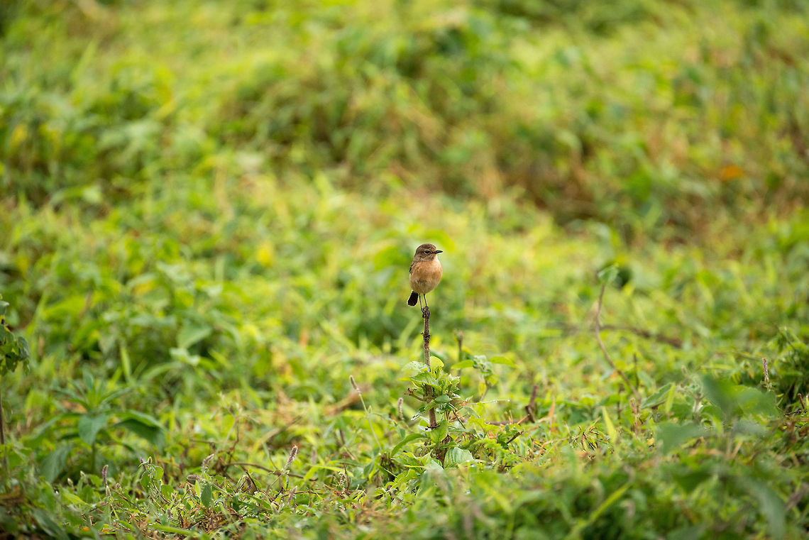 African Stonechat (female) in Arusha National Park, Tanzania  Africa,African Stonechat,Arusha,Arusha National Park,Saxicola torquatus,Tanzania