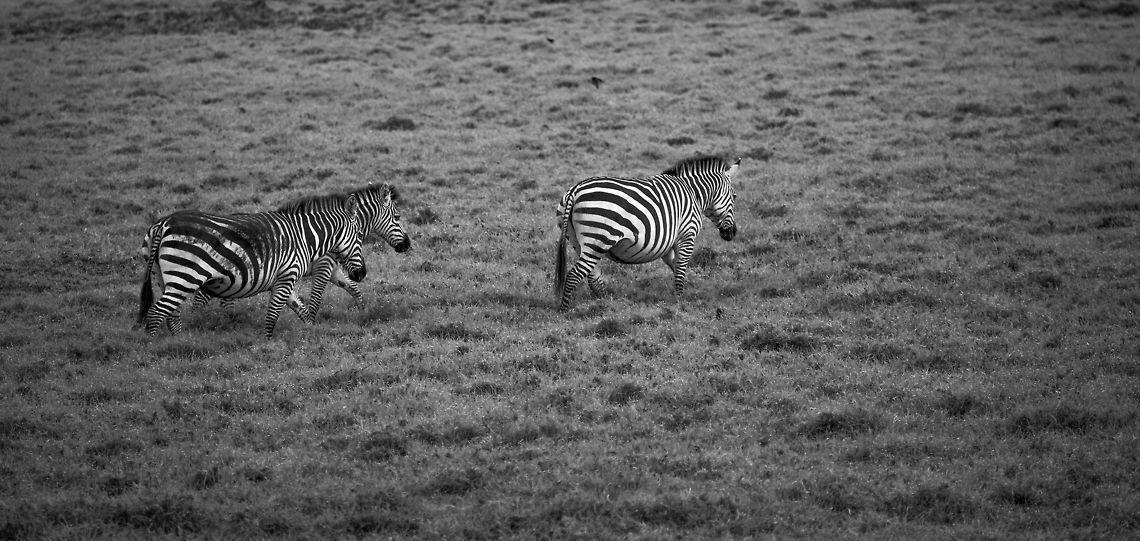 Zebras grazing in Arush National Park (BW)  Africa,Arusha,Arusha National Park,Equus quagga,Plains zebra,Tanzania