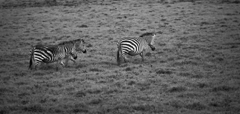 Zebras grazing in Arush National Park (BW)  Africa,Arusha,Arusha National Park,Equus quagga,Plains zebra,Tanzania