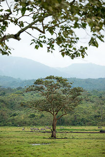 Zebras at Arusha National Park Arusha National Park is surprisingly lush and green during the dry season. It mostly consists of thick vegetation, yet there are some small open plains where herbivores graze. Some call these plains the "mini Serengeti". Africa,Arusha,Arusha National Park,Equus quagga,Plains zebra,Tanzania