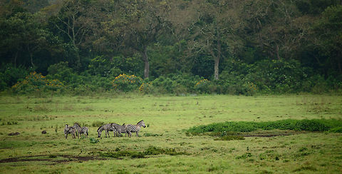 Zebra family at small plains in Arusha National Park In Tanzania, zebras group in herds up to thousands, however, the default family size is about 6, dominated by an older male. Africa,Arusha,Arusha National Park,Equus quagga,Plains zebra,Tanzania