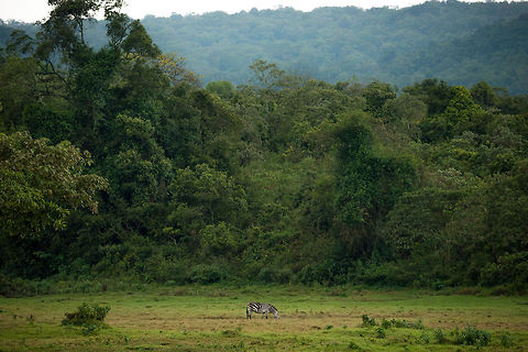 Lonesome Zebra grazing in Arusha National Park  Africa,Arusha,Arusha National Park,Equus quagga,Plains zebra,Tanzania