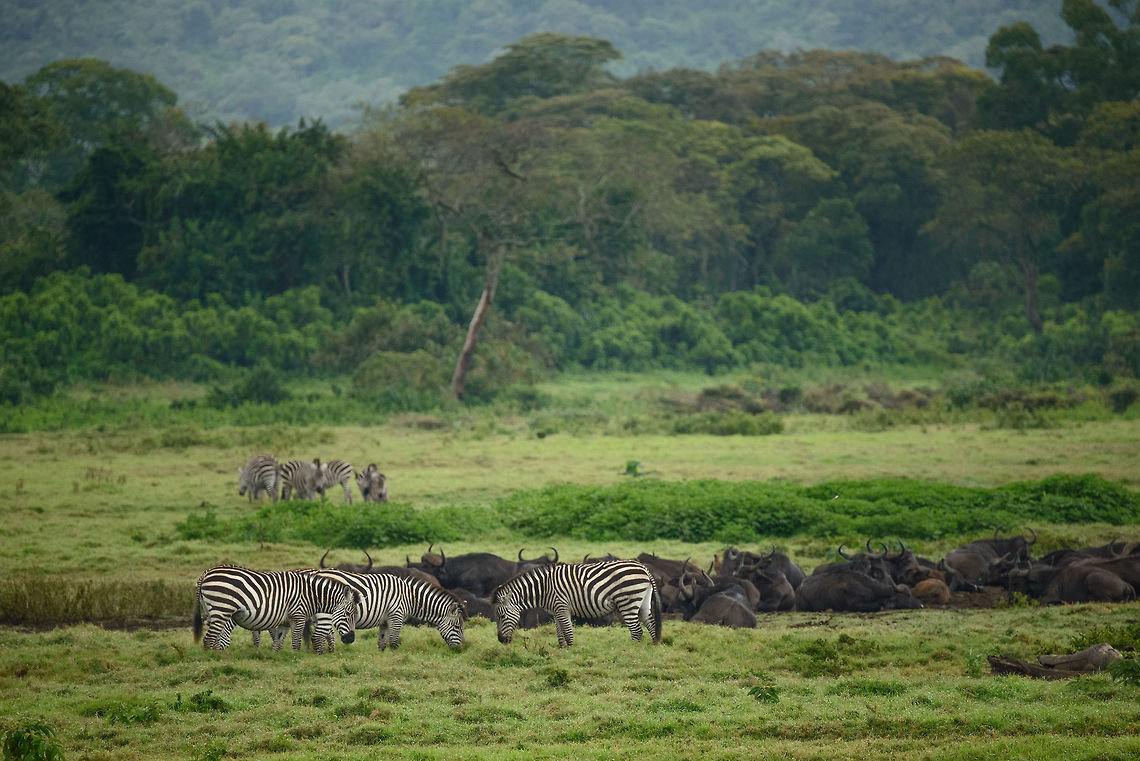 Zebras and Wildebeests at Arusha National Park Our first spotting of Wildebeests in Tanzania, in the relatively small Arusha National Park. You will often find zebras and Wildebeest together, as both are migratory, following the rain to find the best grass. Africa,Arusha,Arusha National Park,Equus quagga,Plains zebra,Tanzania