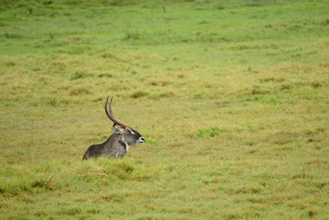 Proud male Waterbuck at Arusha National Park, Tanzania As no female waterbucks were in sight, possibly this is a bachelor male. In Arusha they live a wild yet relatively comfortable life, as the park knows few predators.  Africa,Arusha,Arusha National Park,Kobus ellipsiprymnus,Tanzania,Waterbuck