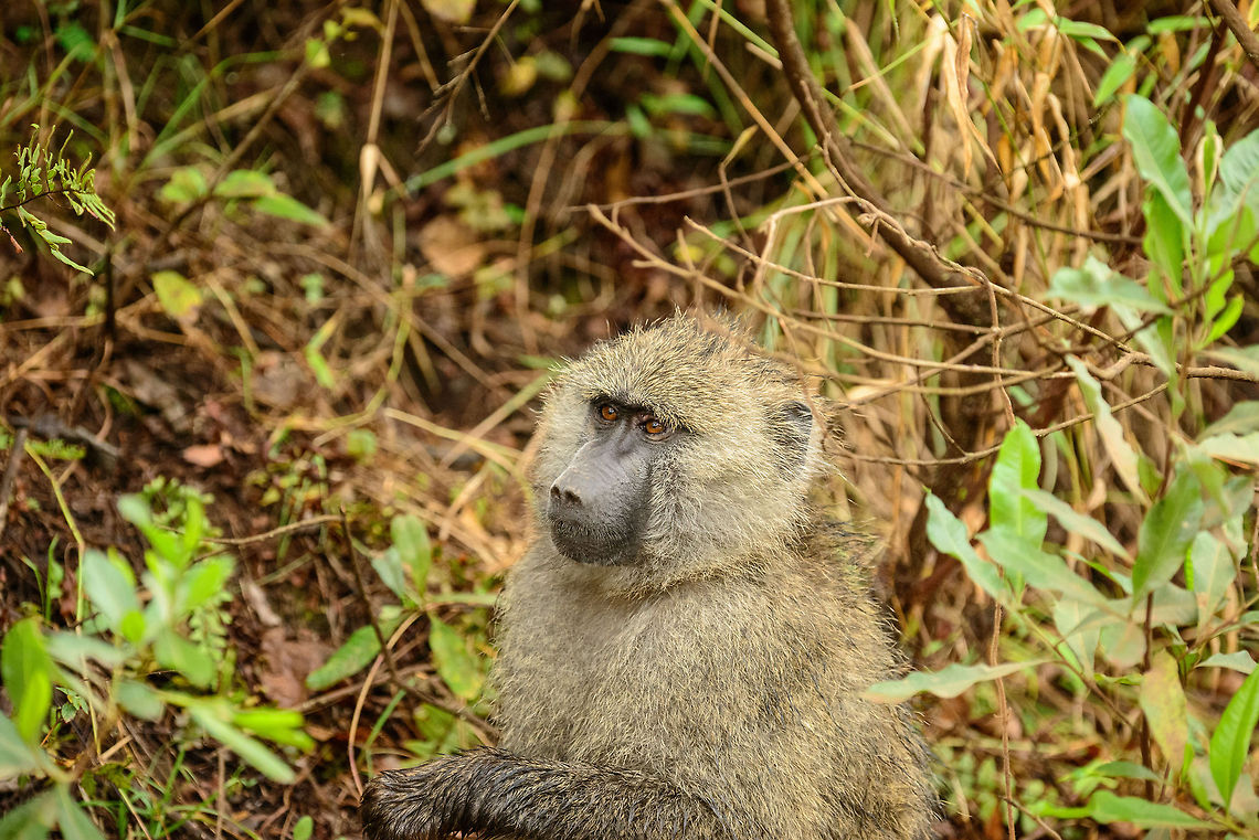 Olive Baboon at Arusha National Park A new species to JungleDragon, but one very abundant in Tanzania. You will often find them near human activity, and within National Parks you will often see at or near the roads, in groups of a few dozen. They are named after the color of their coat. Africa,Arusha,Arusha National Park,Olive baboon,Papio anubis,Tanzania