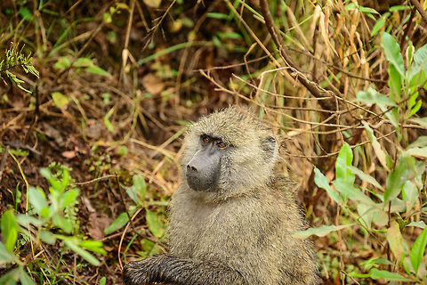 Olive Baboon at Arusha National Park A new species to JungleDragon, but one very abundant in Tanzania. You will often find them near human activity, and within National Parks you will often see at or near the roads, in groups of a few dozen. They are named after the color of their coat. Africa,Arusha,Arusha National Park,Olive baboon,Papio anubis,Tanzania
