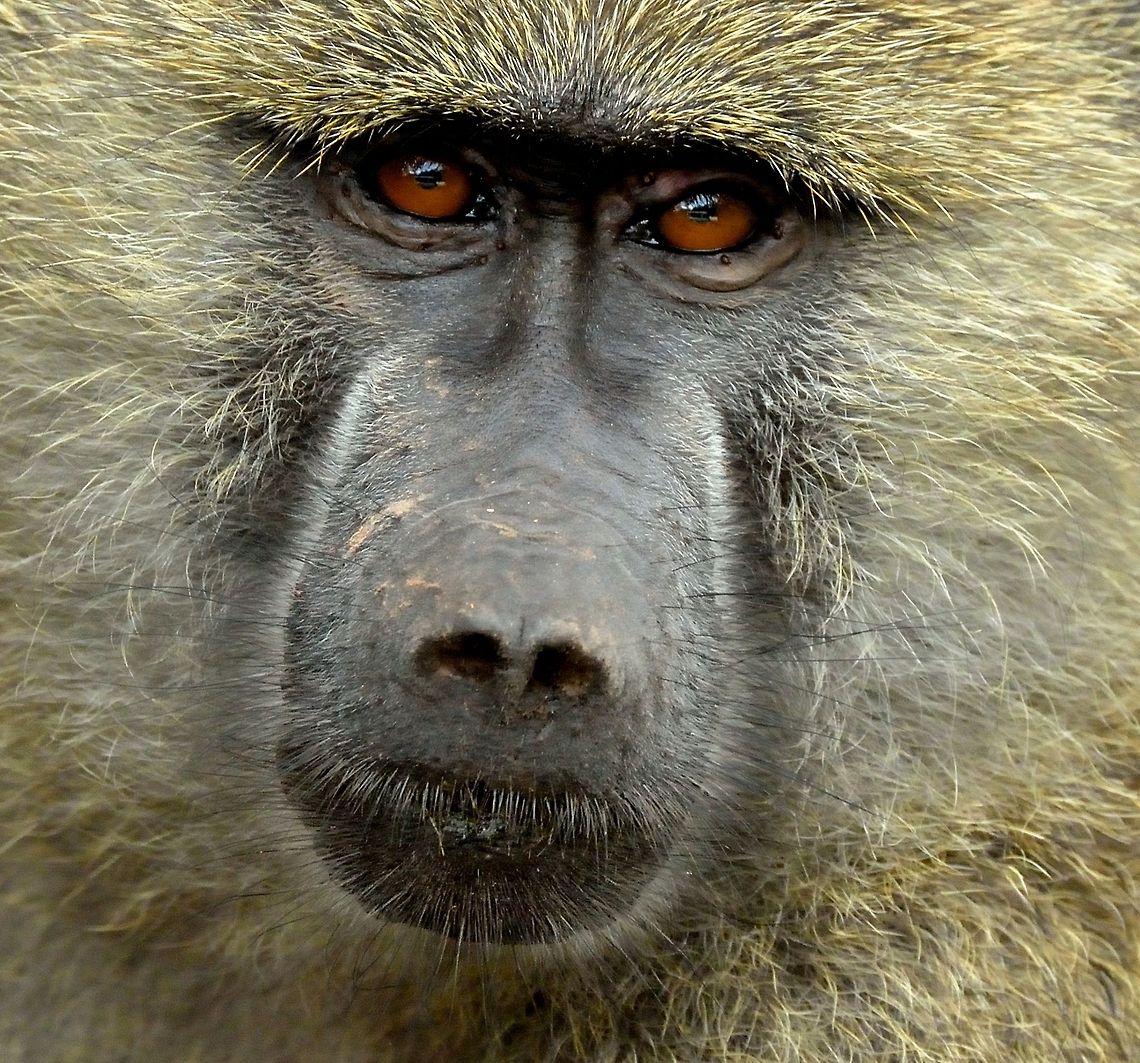 Portrait of a male Olive Baboon This is a closeup of a dominant male Olive Baboon found at Arusha National Park, Tanzania. Africa,Arusha,Arusha National Park,Olive baboon,Papio anubis,tanzania